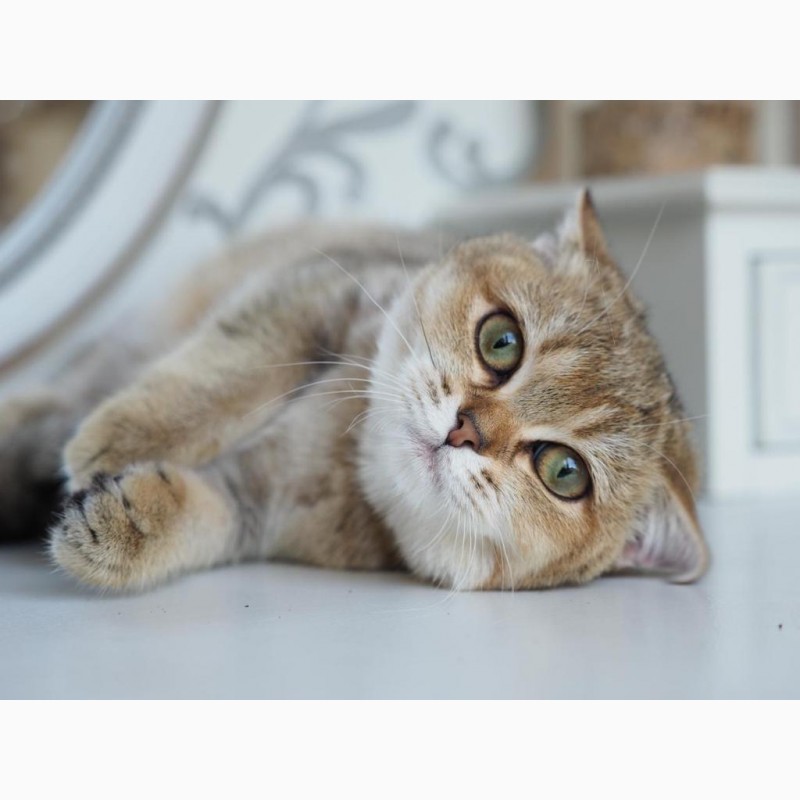 Фото 15. Британский котенок Ilza