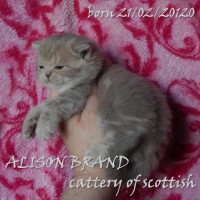 Шотландские котята