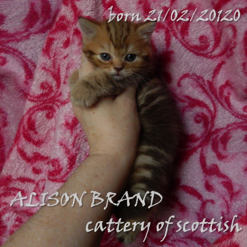 Фото 4. Шотландские котята