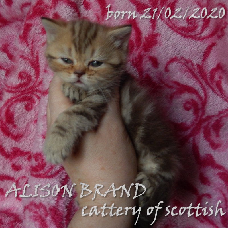 Фото 5. Шотландские котята