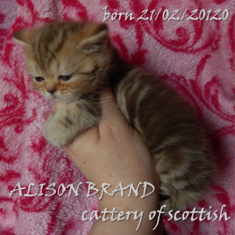 Фото 6. Шотландские котята