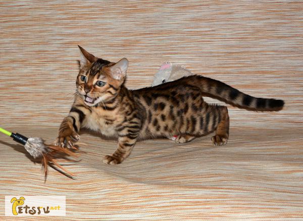 Фото 1/1. Бенгальские котята из питомника Yves Piaget