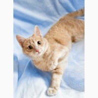 Котенок Сонечка - персиковая красавица в дар