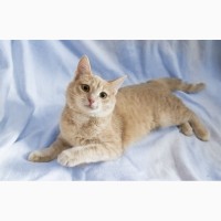 Котенок Сонечка - персиковая красавица в дар