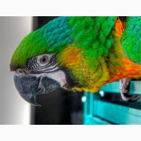 Милиголд (гибрид попугаев ара) - ручные птенцы из питомников Европы