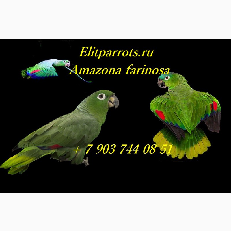 Фото 1/4. Амазон Мюллера (Amazona farinosa) - птенцы выкормыши из питомника