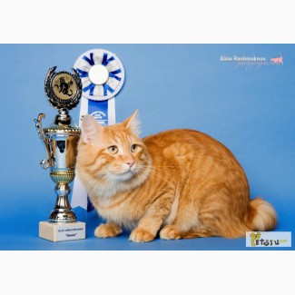 Вязка, кот курильский бобтейл Чемпион Мира Янтарь