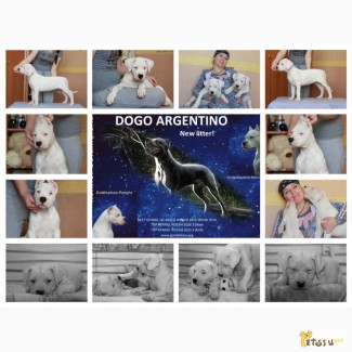 Аргентинский дог высокопородные щенки