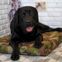 Лежак для собак - Зелёный камуфляж