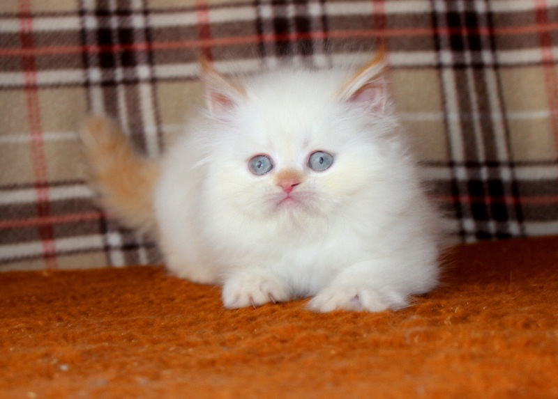Фото 2. Персидский котик ред поинт с голубыми глазами