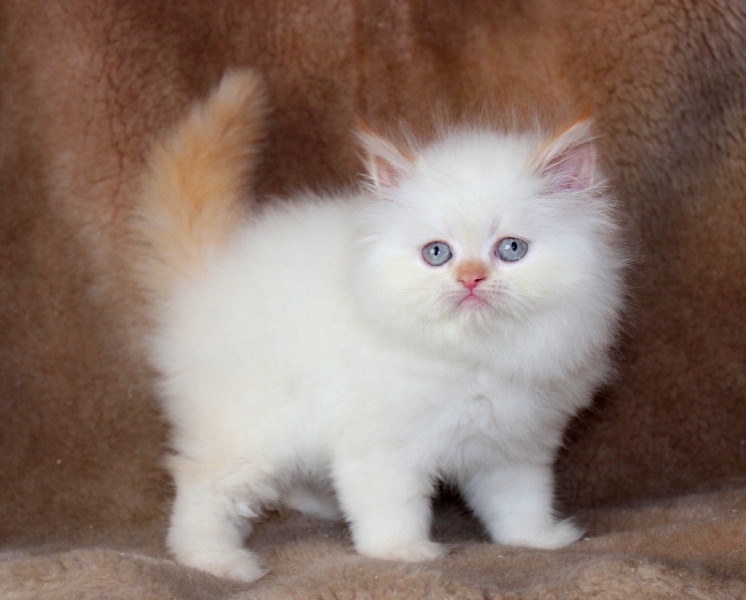 Фото 3. Персидский котик ред поинт с голубыми глазами
