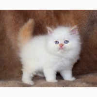 Персидский котик ред поинт с голубыми глазами