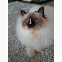 Священная бирма-котята