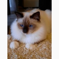 Священная бирма-котята