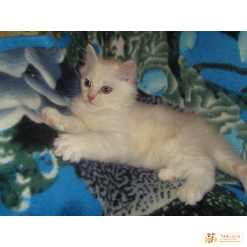 Фото 1/1. Продается котенок персидской шиншилы.