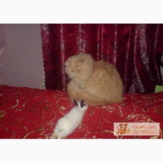 Персидский кремовый кот приглашает на вязку