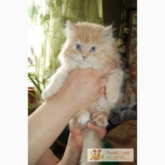 Мейн-Кун котята метис с Сибирской кошкой-крупные .
