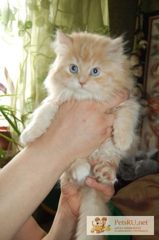 Фото 1/1. Мейн-Кун котята метис с Сибирской кошкой-крупные .