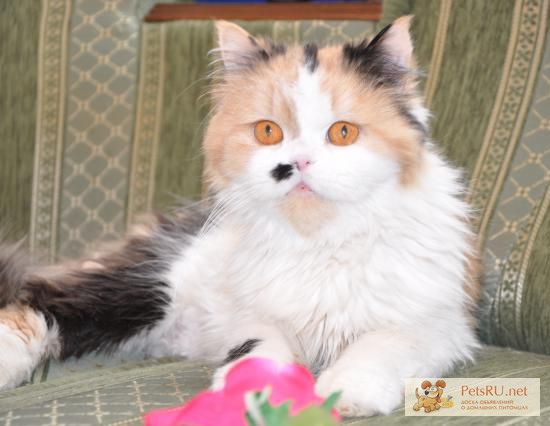 Фото 1/1. Трехцветная персидская кошечка, в добрые руки, в дар.