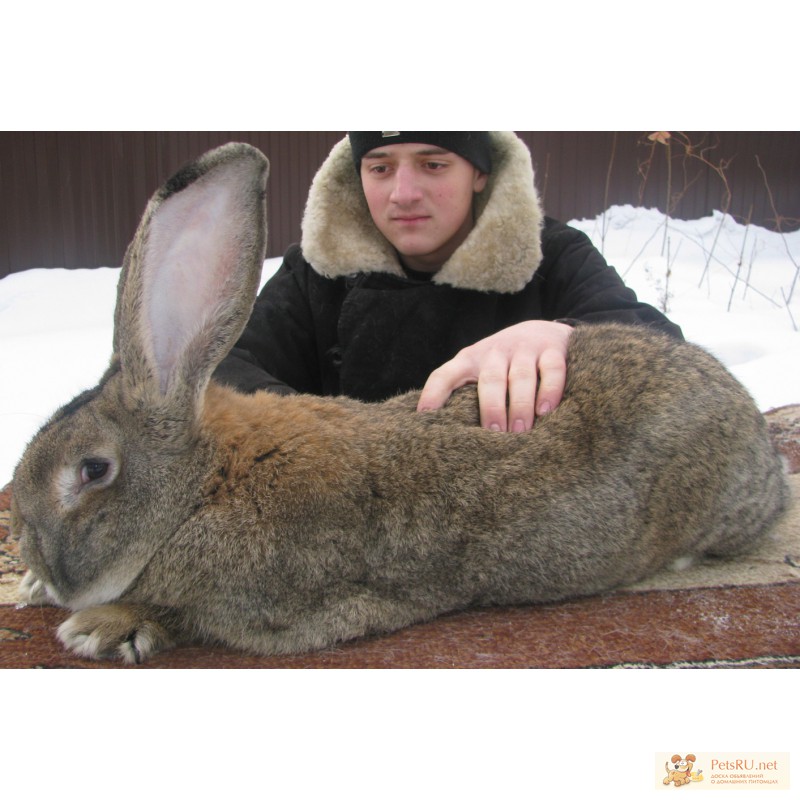 Фото 1/3. Продажа племенных кроликов-гигантов Фландр, Ризен, Обер.