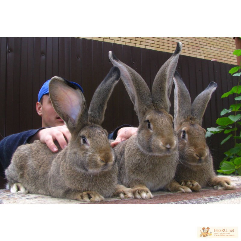 Фото 3. Продажа племенных кроликов-гигантов Фландр, Ризен, Обер.