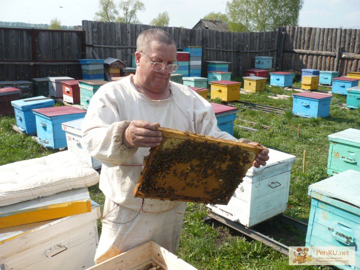 Фото 1/1. Продам пчел, пчелопакеты и пчеломаток. Порода Карника и Карпатка