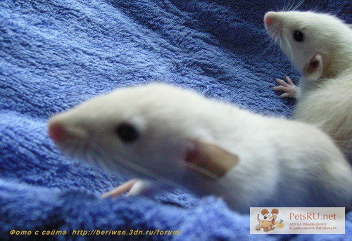 Фото 1/1. Крысята сиамского окраса дамбо стандарт