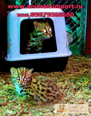 Фото 1/1. Азиатская леопардовая кошка