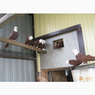 Продам голубей в Кемерово