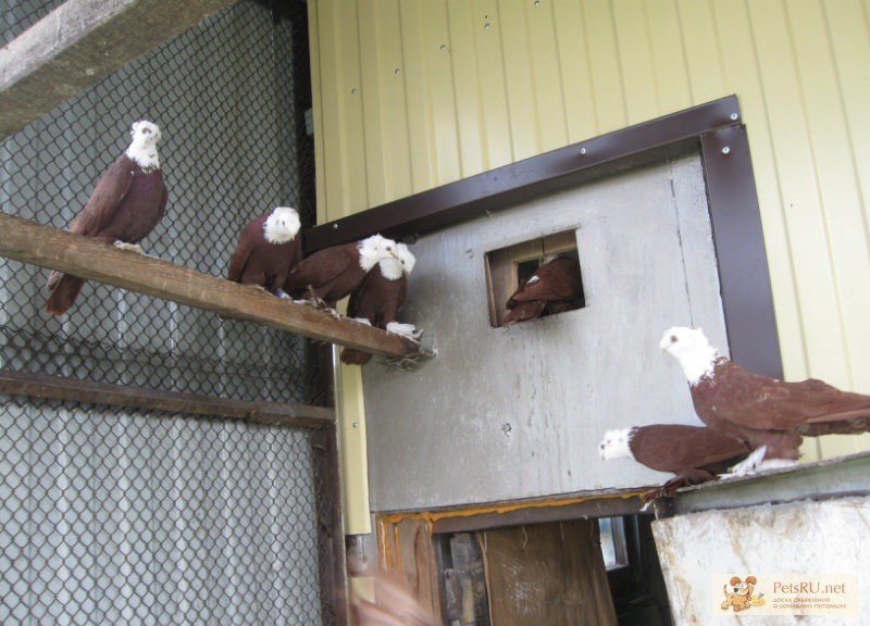 Фото 1/1. Продам голубей в Кемерово