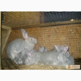 Кролики мясных пород в Калуге