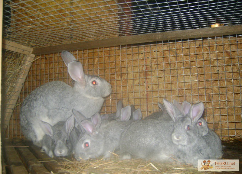 Кролики мясных пород в Калуге