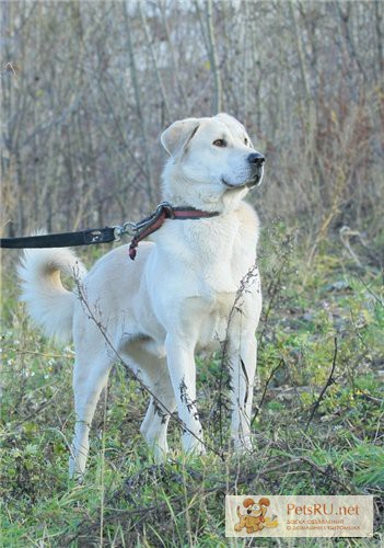 Red old dog, metis alabai. Стоковое фото № , фотограф Анна Кривицкая / Фотобанк Лори