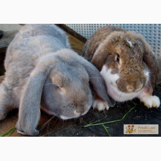 Продам кроликов мясных пород: Французский баран, Фландр; домашнее мясо кролика.