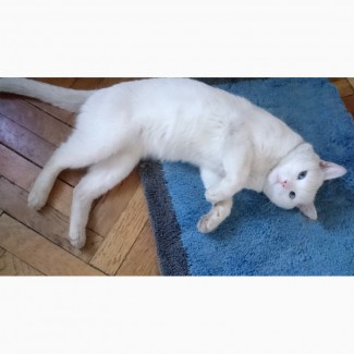 Очень красивый белоснежный голубоглазый глухой кот в добрые руки