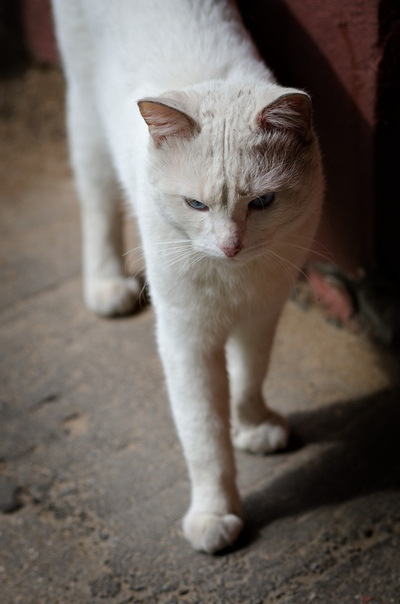 Фото 2. Очень красивый белоснежный голубоглазый глухой кот в добрые руки
