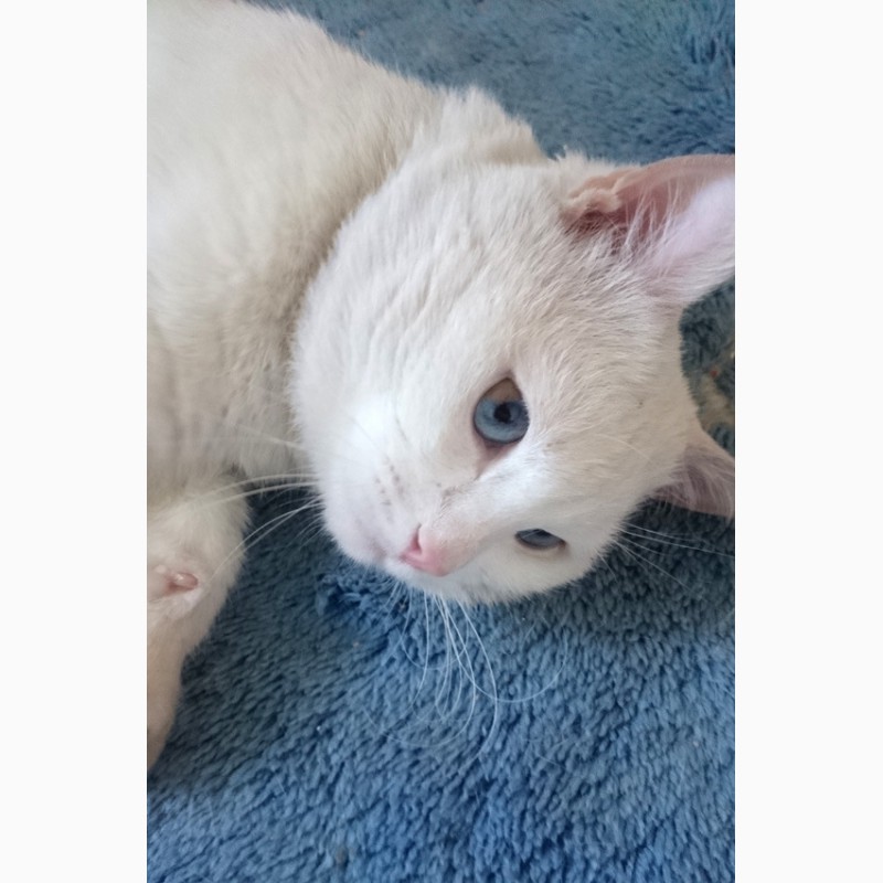 Фото 3. Очень красивый белоснежный голубоглазый глухой кот в добрые руки
