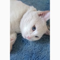 Очень красивый белоснежный голубоглазый глухой кот в добрые руки