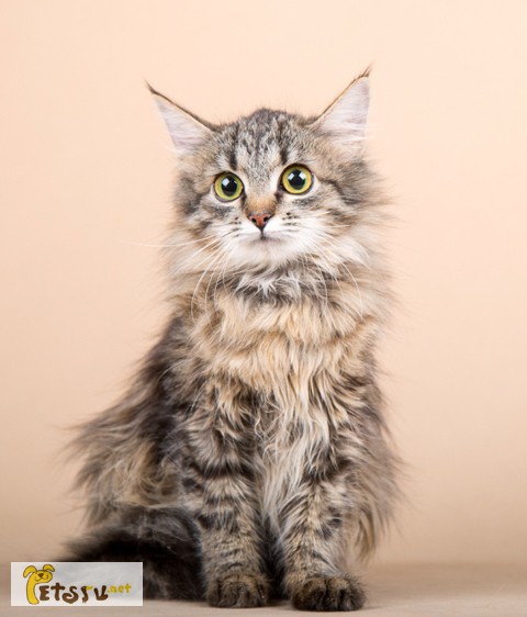 Котенок-подросток сибирочка Кира в дар.