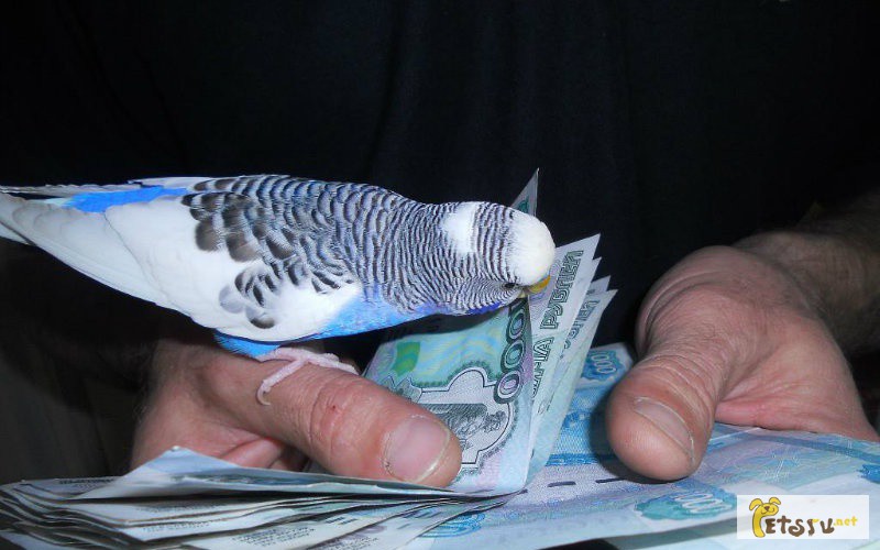 Фото 1/1. Ручные волнистые попугайчики-говоруны в Челябинске