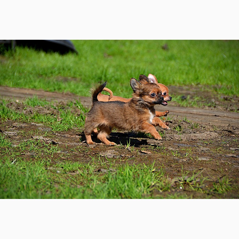 Фото 2. Миниатюрные щенки чихуахуа