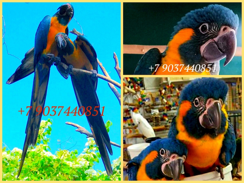 Птенцы выкормыши - синегорлый ара (Ara glaucogularis) из питомника
