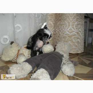 Собаки в Северске - продажа, вязка, щенки с авито.ру