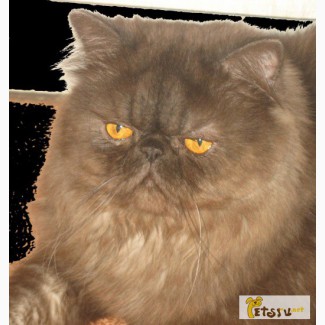 Персидский Экстримальный кот Чемпион приглашает кошечек на вязки