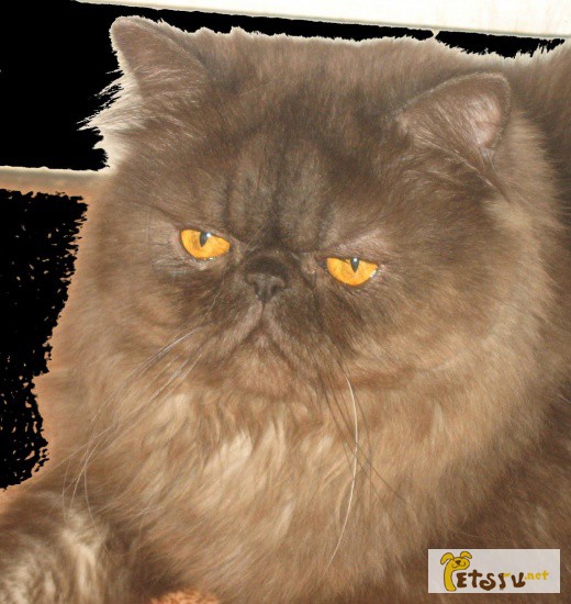 Фото 1/1. Персидский Экстримальный кот Чемпион приглашает кошечек на вязки