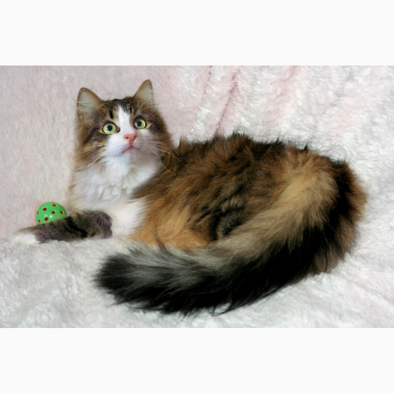 Кошка Люлю – зеленоглазая пушинка в дар