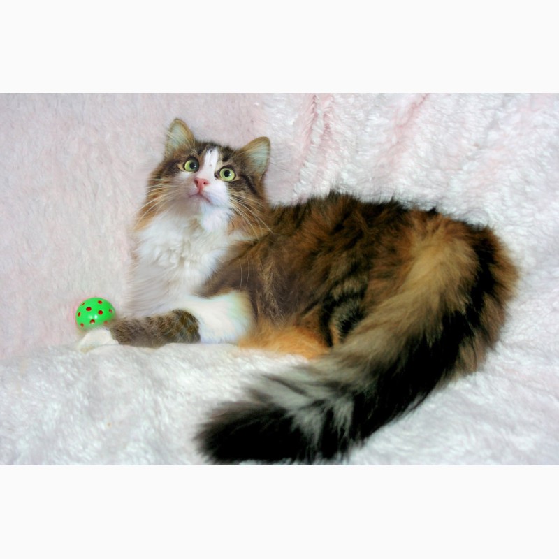 Фото 2. Кошка Люлю – зеленоглазая пушинка в дар