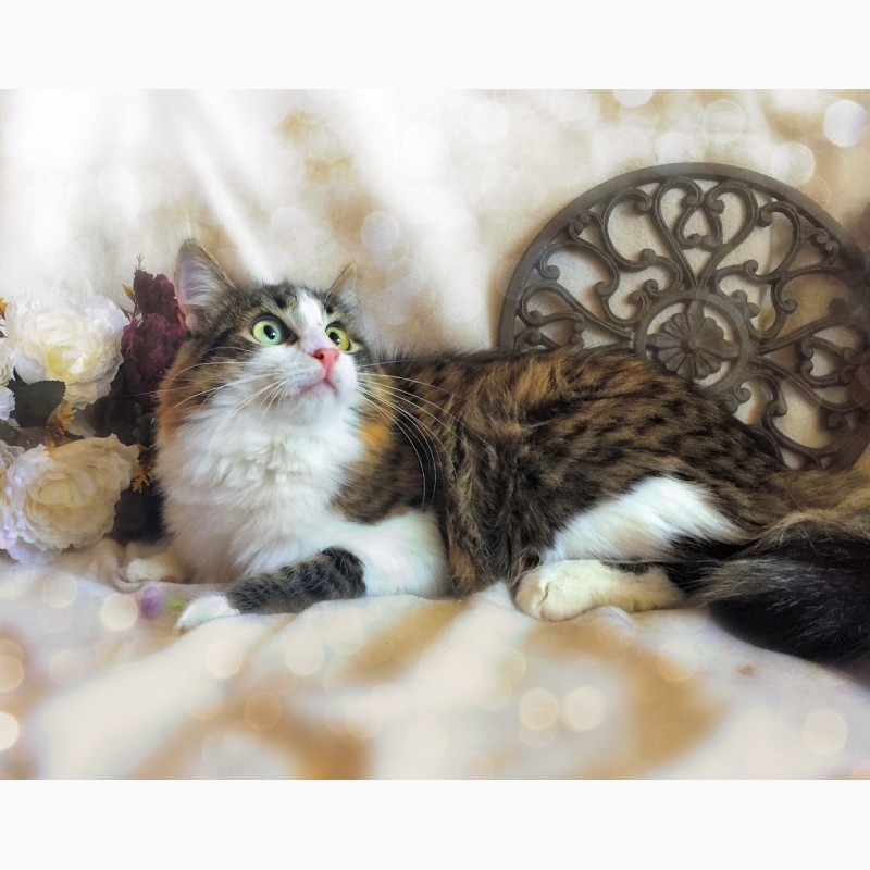 Фото 3. Кошка Люлю – зеленоглазая пушинка в дар