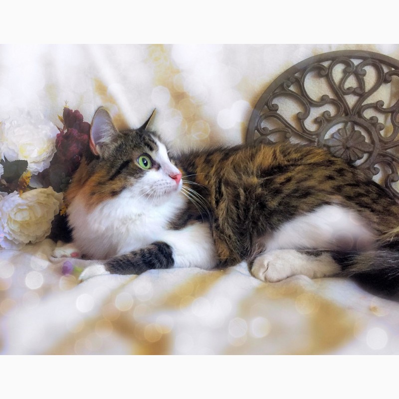 Фото 4. Кошка Люлю – зеленоглазая пушинка в дар