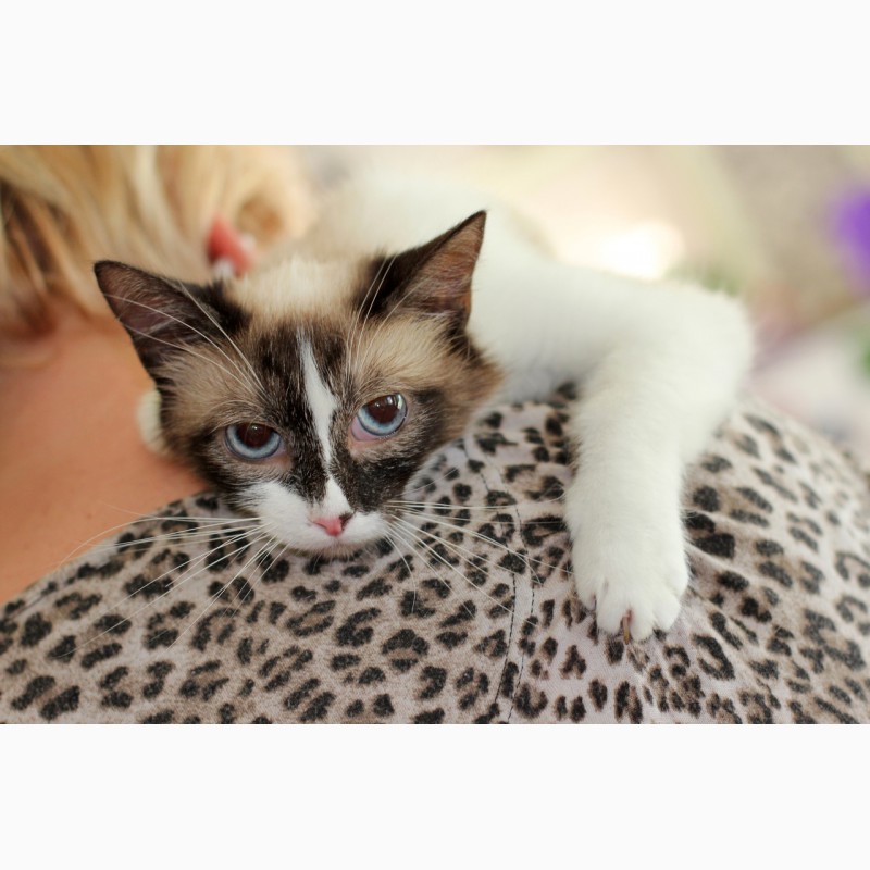 Фото 4. Уникальная котенок-девочка Сильва в дар